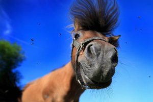 بالفيديو: الخيول تتميز بالذكاء والمرح وخفة ؛الظل هل كنت تعرف هذا!