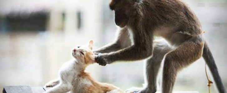 بالفيديو: القرود والقطط : صداقة تحتوى على الكثير من المرح !