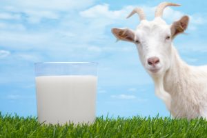 فوائد حليب الماعز للصحة العامة للإنسان وقيمته الغذائية