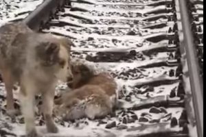 فيديو..كلب يرفض مغادرة صديقته ويواجه القطار لحمايتها