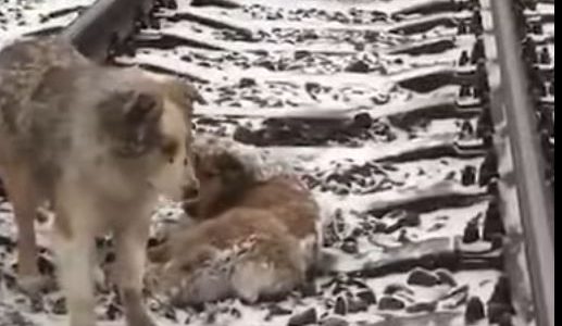 فيديو..كلب يرفض مغادرة صديقته ويواجه القطار لحمايتها