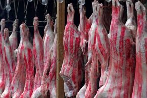 فيديو.. تعرف على الفرق بين لحم الحمير واللحم البلدي